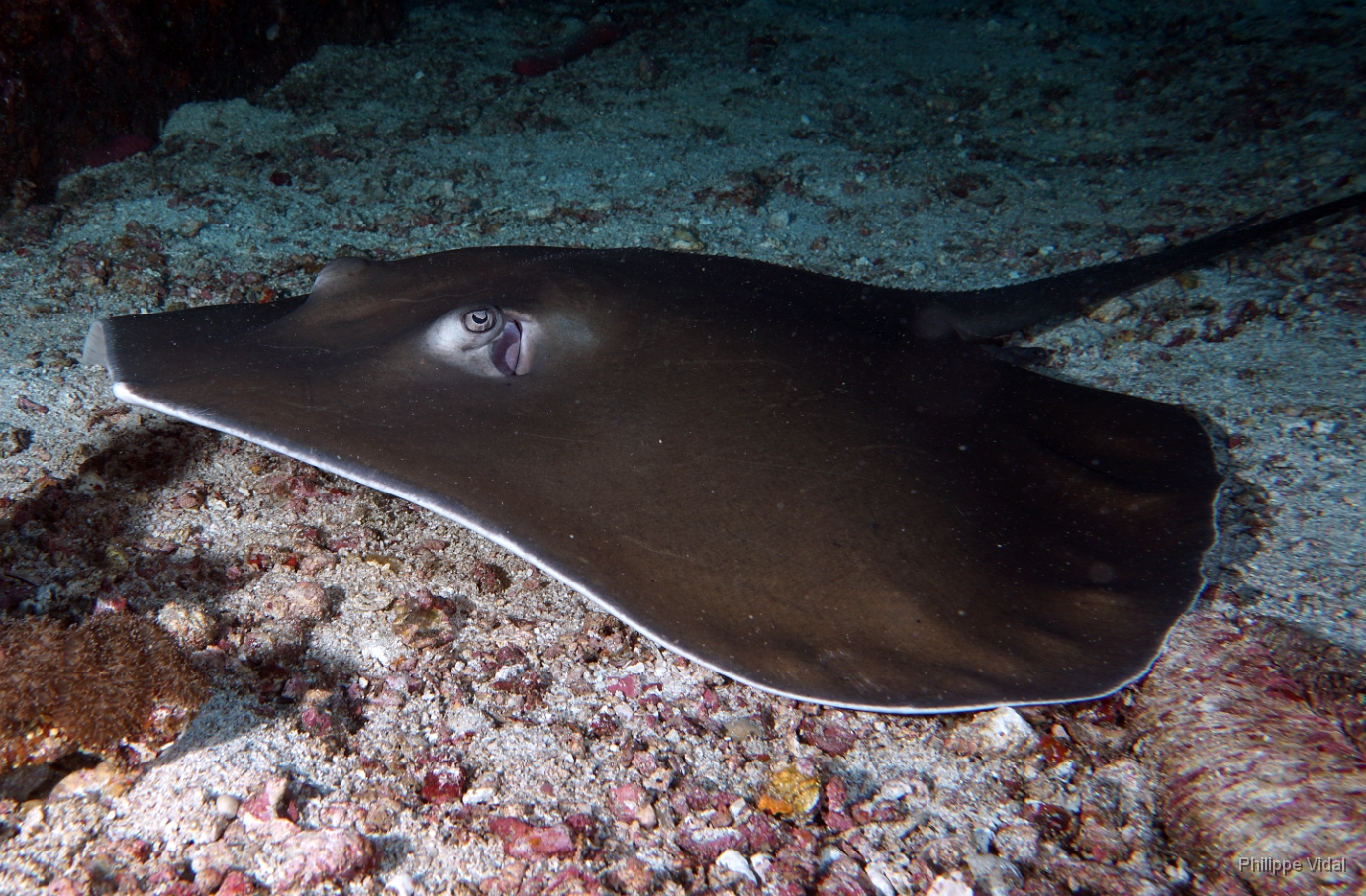 Birmanie - Mergui - 2018 - DSC02707 - Tahitian Stingray - Raie fouet - Himantura fai.jpg